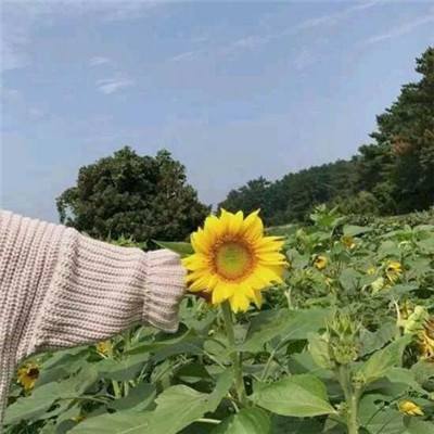 艾玛与守屋骑士官方版下载